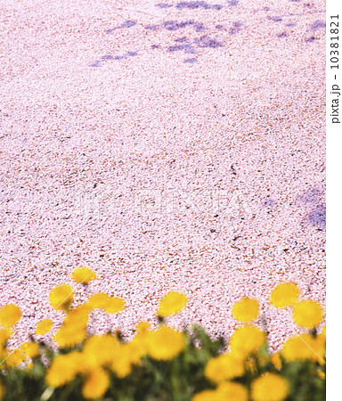 さくら はないかだ さくら はないかだ 10381821