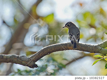 コサメビタキ 10382327