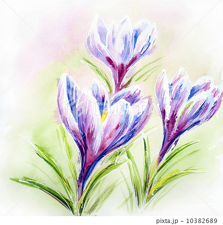 Painted watercolor card with crocus flowers 10382689