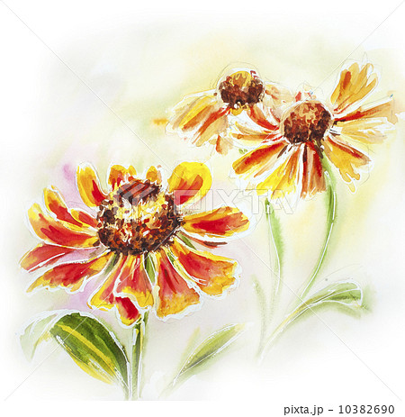 Painted watercolor card with helenium flowers 10382690