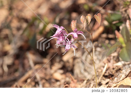 イカリソウ イカリソウ 10382805