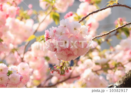 桜花 10382917
