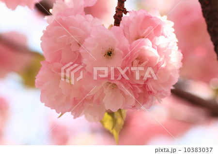 桜花 10383037