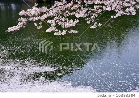 鎌北湖のサクラ 10383284