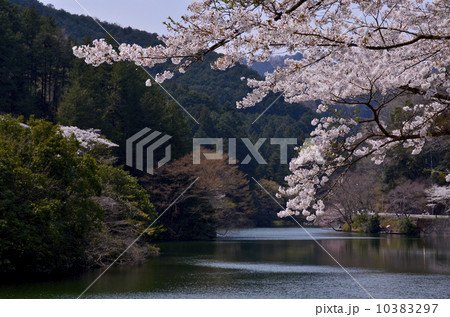 湖と桜 10383297