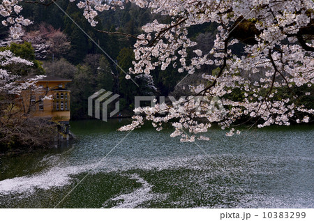 鎌北湖の桜 10383299
