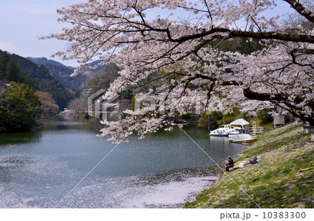 鎌北湖のサクラ 10383300
