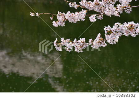 湖面のサクラ 湖面のサクラ 10383302