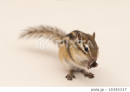 ヒマワリの種を食べるシマリス ヒマワリの種を食べるシマリス 10383337