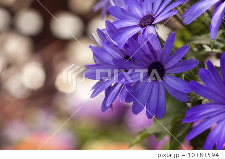 サイネリア 10383594