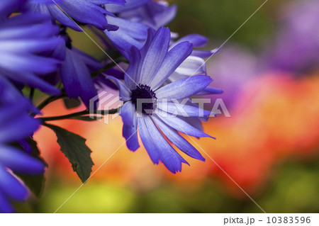 サイネリア 10383596