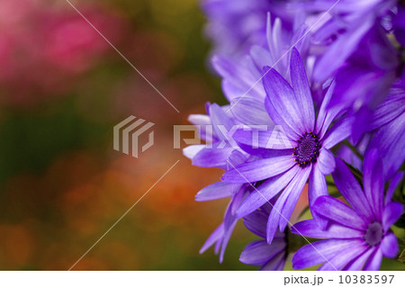 サイネリア 10383597