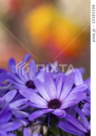 サイネリア 10383598