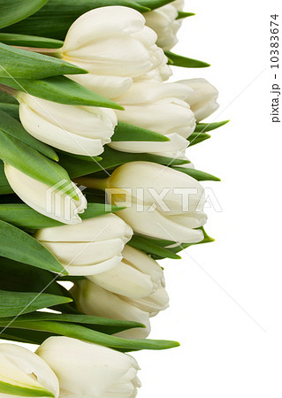 border  of white  tulips  10383674