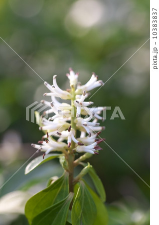 フッキソウ フッキソウ 10383837