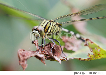 Dragonfly on green plant Dragonfly on green plant 10384090