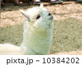 アルパカ 10384202