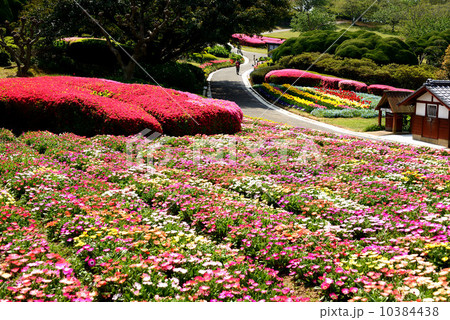 花畑の風景 10384438