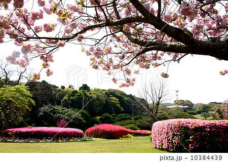 ツツジと八重桜 10384439