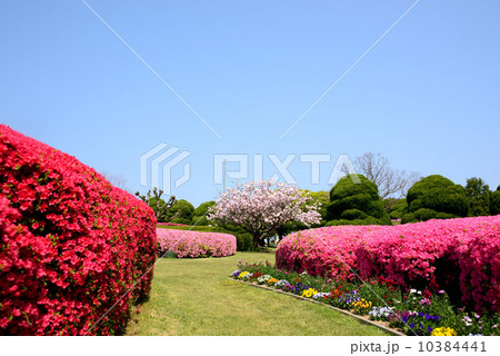青空の花畑 10384441