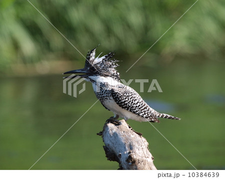 野鳥 野鳥 10384639