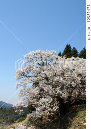 仏隆寺・千年桜 10385471