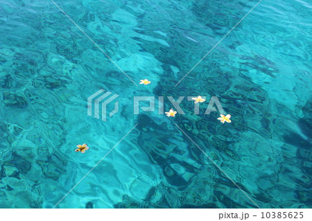 ハワイの海に浮かぶプルメリアの花 10385625