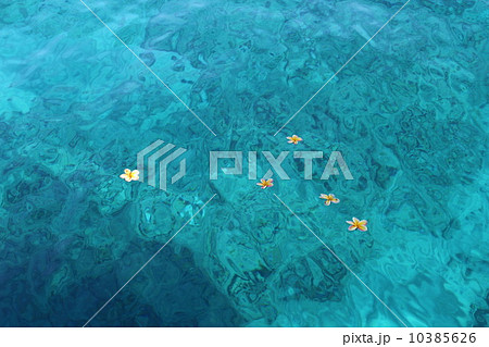 ハワイの海に浮かぶプルメリアの花の写真素材