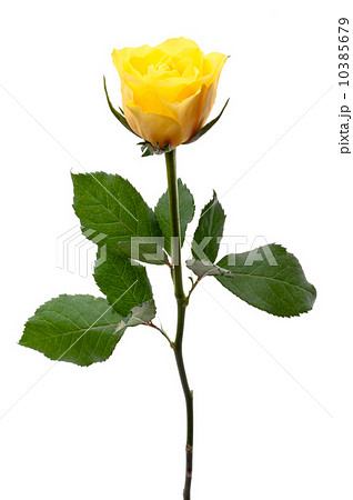 Single yellow rose Single yellow rose 10385679