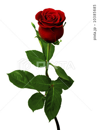 Single red rose on a white background Single red rose on a white background 10385685