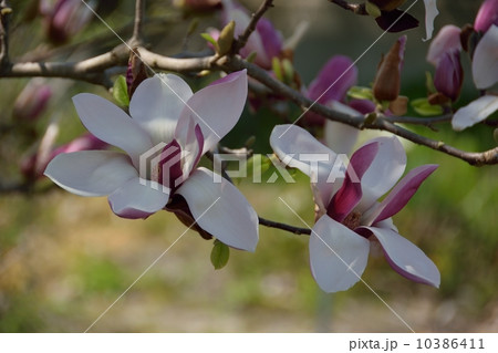 春を感じさせるモクレンの花(赤色) 春を感じさせるモクレンの花(赤色) 10386411