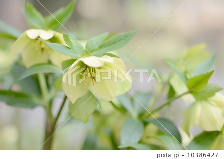 クリスマスローズ クリスマスローズ 10386427