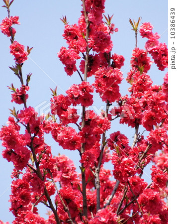 赤いハナモモ：花桃 10386439