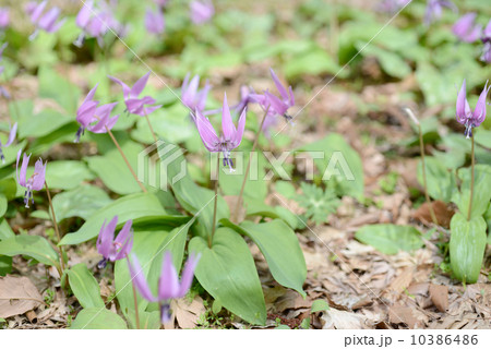 カタクリの花 カタクリの花 10386486