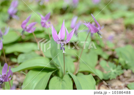 カタクリの花 10386488