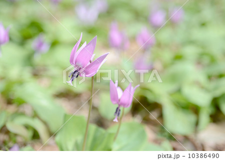 カタクリの花 10386490