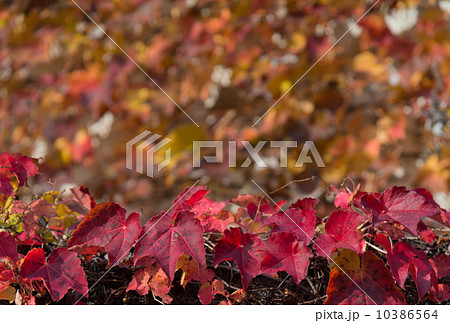 蔦モミジ 10386564