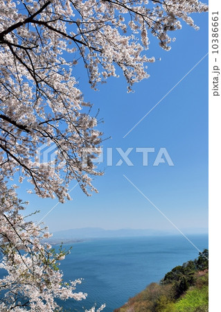 奥琵琶湖パークウェイのドライブと満開の桜 10386661