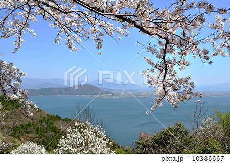 奥琵琶湖パークウェイのドライブと満開の桜 奥琵琶湖パークウェイのドライブと満開の桜 10386667