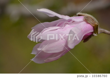 シデコブシの蕾 シデコブシの蕾 10386760