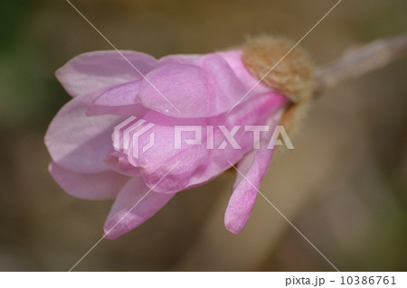 シデコブシ 10386761