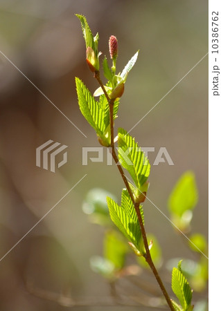 リョウブの新芽 10386762
