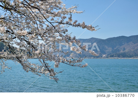 奥琵琶湖の春と桜の風景 10386770