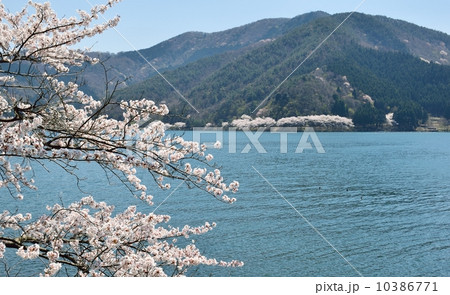 奥琵琶湖の春と桜の風景 10386771