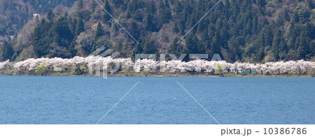 奥琵琶湖の対岸から見るから見る春の海津大崎桜並木 10386786