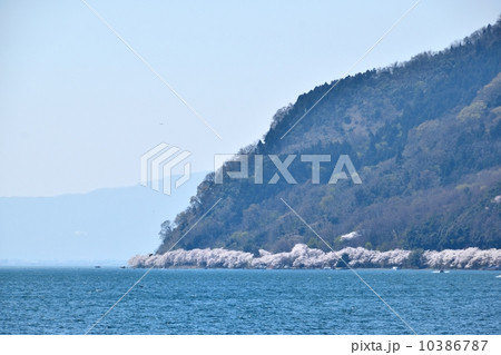 奥琵琶湖の対岸から見るから見る春の海津大崎桜並木 10386787