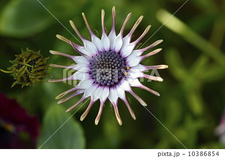 オステオスペルマム（アフリカンデージー） 10386854