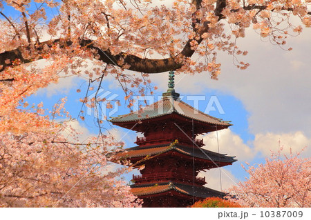 池上本門寺五重塔と桜 10387009