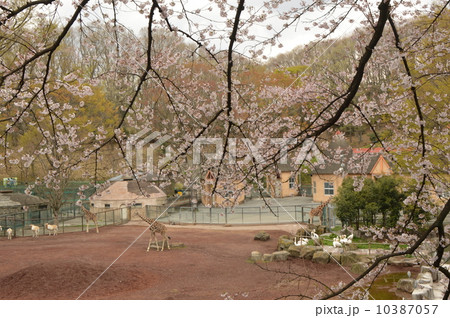 多摩動物園 多摩動物園 10387057