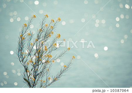 川辺に咲く菜の花 10387064